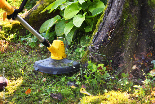 Trimming grass around a tree trunk with a string trimmer