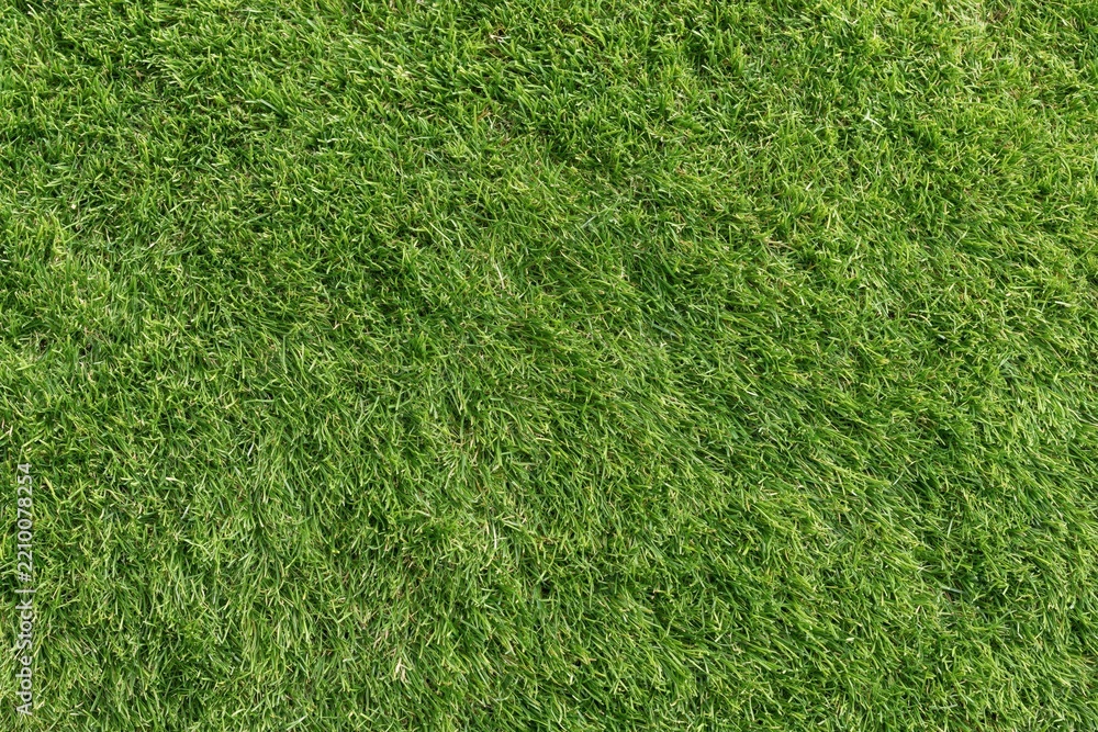 Obraz premium The Green Lawn Dense Grass Texture Captured From a Top View