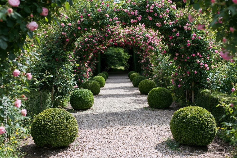 Fototapeta premium The Rose Archway Garden Path: A Serene Symmetrical Tunnel of Blooms