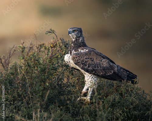 Beautiful raptor bird in Masai Mara