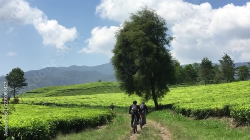 Group of Cyclists Riding Bikes on a Path Through a Lush Green Tea Plantation Under a Blue Sky