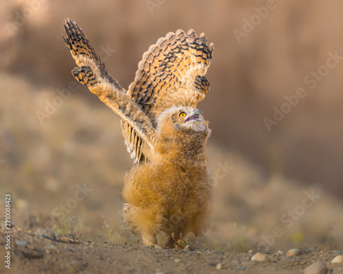 Beautiful Owl learning how to fly