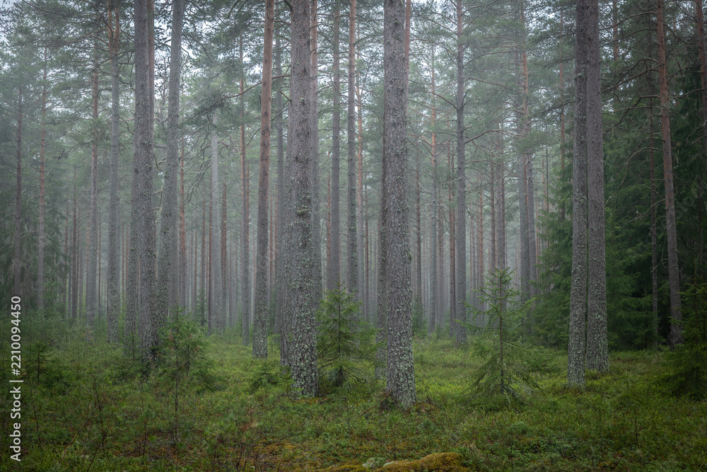 Fototapeta premium Magical fairytale forest in autumn. Forest therapy and forest relief.
