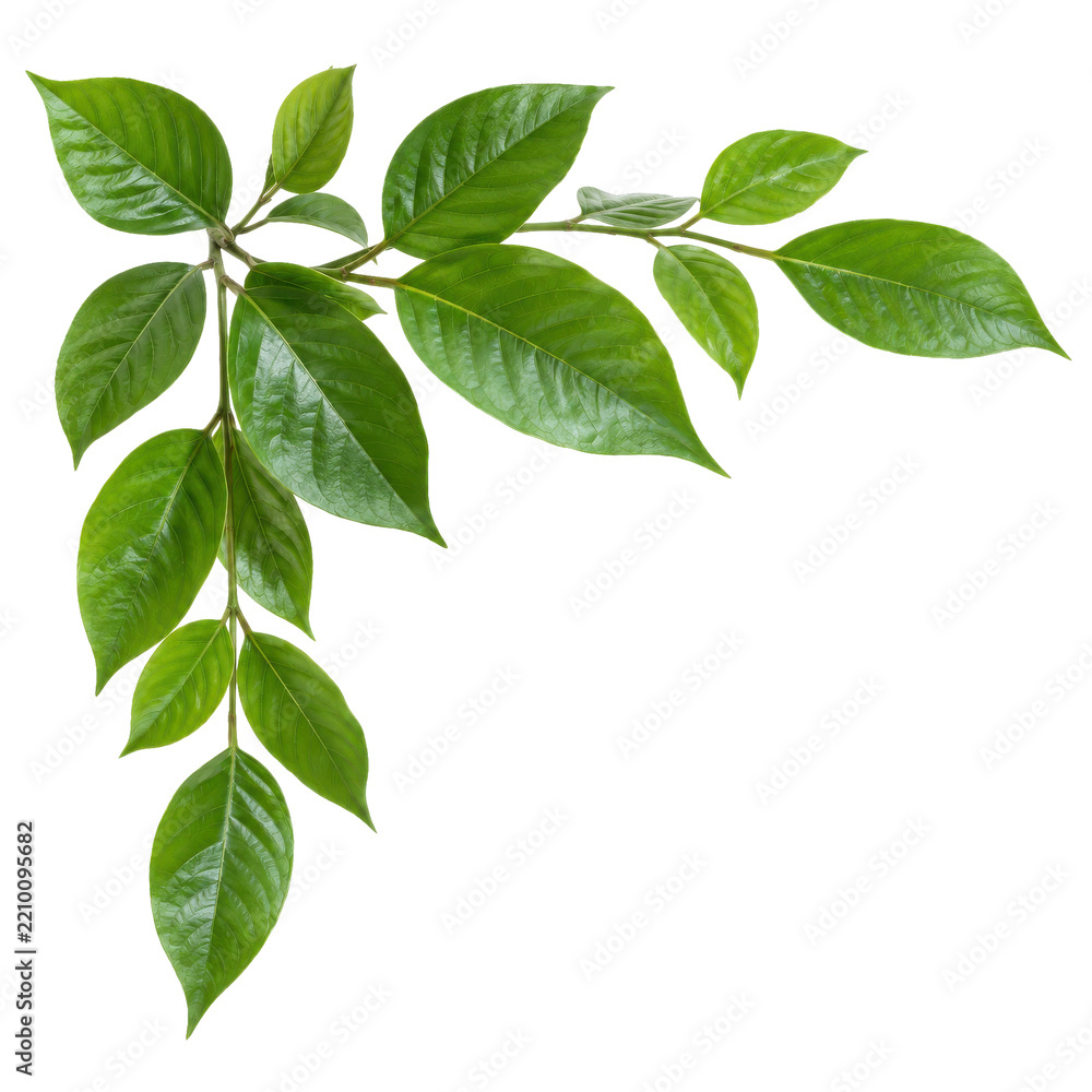 Fototapeta premium Fresh green leaves on a branch form a natural corner border, brightly lit against a clean white background
