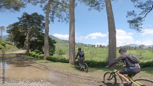 Cyclists Riding Mountain Bikes on a Dirt Path Past Tall Trees with Scenic Green Tea Plantation Background