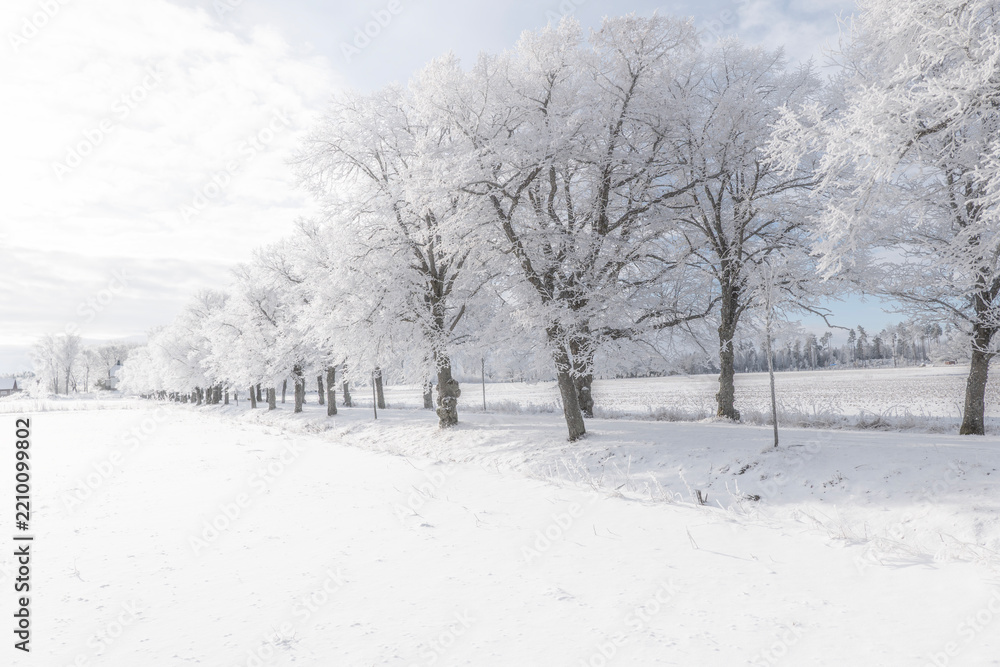 Obraz premium Misty morning landscape iwith snow and frost