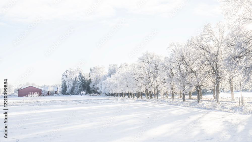 Fototapeta premium Misty morning landscape iwith snow and frost