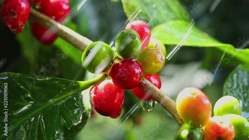 Ripe red coffee beans with raindrops falling on them.