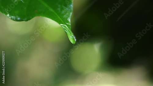 Water drips onto the coffee leaves in the garden.