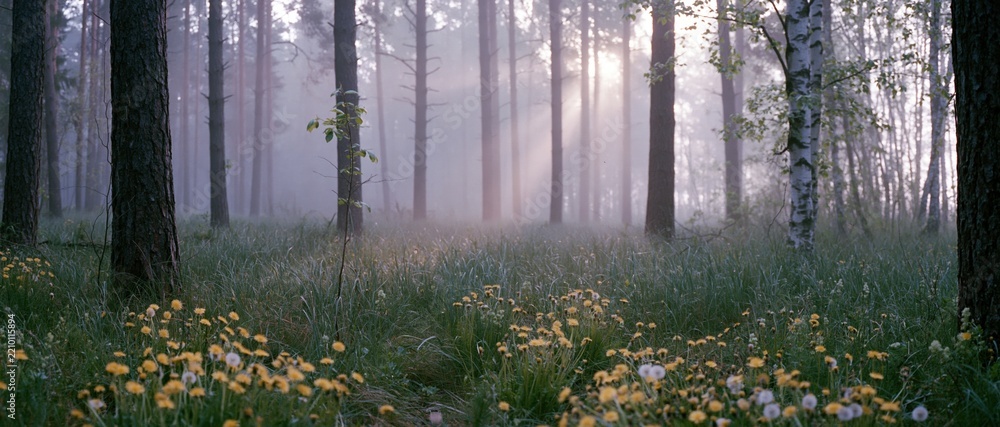 Obraz premium Misty forest floor covered in wild dandelions and tall grass with sunlight filtering through trees
