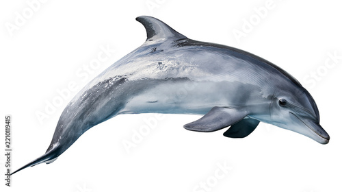 Bottlenose dolphin swimming with smooth grey skin and dorsal fin