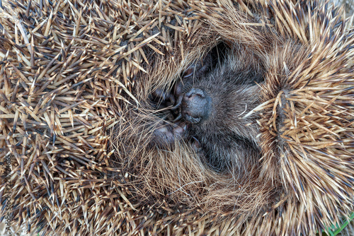 Erinaceus europaeus. Common or European hedgehog, curled up.