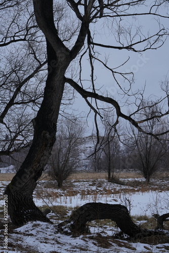 A bleak winter landscape, a gnarled, bare tree set against a snow-covered field and hill. The melancholic atmosphere of late autumn on an overcast day.