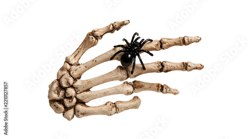 Human skeleton hand bone model with a small black plastic spider crawling on top