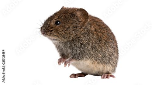 Small brown field vole standing on hind legs with detailed fur texture