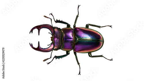 Fotografie Iridescent purple and green stag beetle with large mandibles