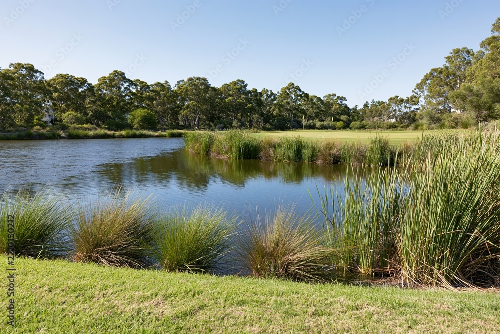 Obraz premium The Serene Pond Landscape with Reeds, Grass, and Distant Trees