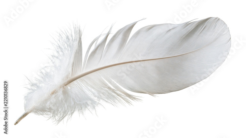 Single soft white bird feather with delicate downy barbs and central quill