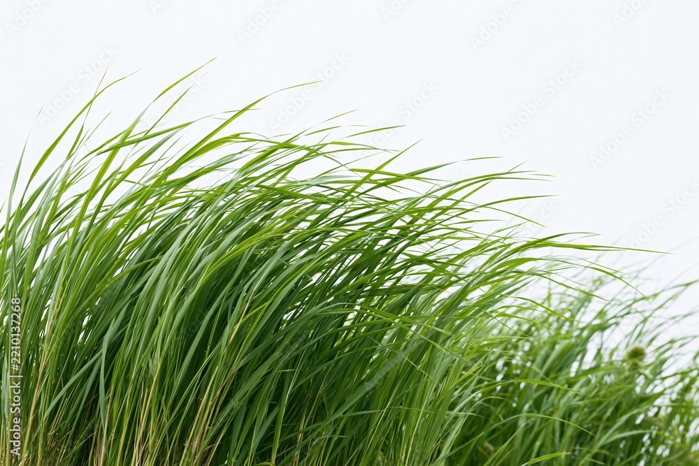 Obraz premium The Grass Blades in a Windy Field of Lush Green Serenity