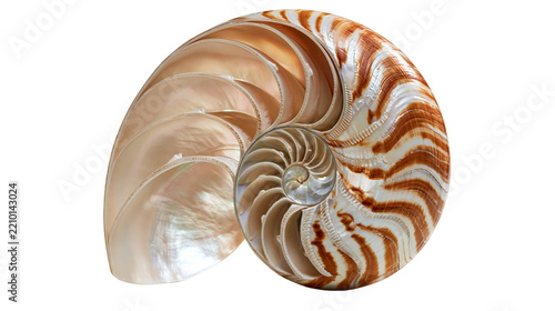 Cross section of a chambered nautilus shell with spiral pattern and pearlescent interior