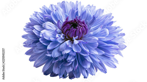 Fotografie Vibrant blue chrysanthemum flower with dark purple center petals