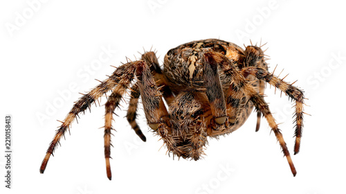 Fotografie Hairy brown European garden spider with detailed legs and patterned abdomen