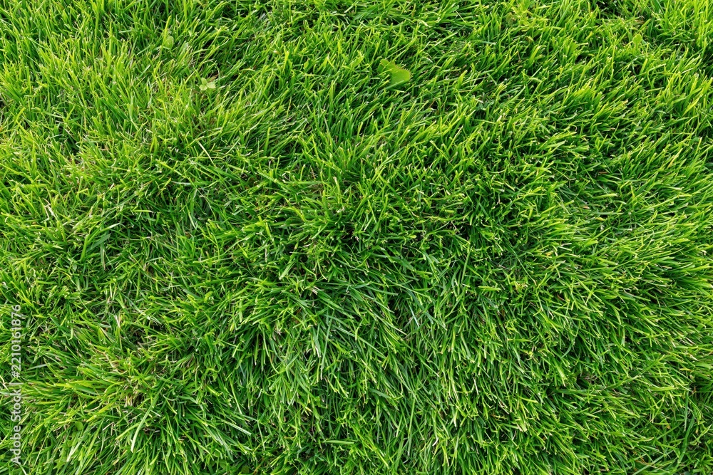 Obraz premium The Closeup of Grass Blades in Lush Verdant Lawn Texture