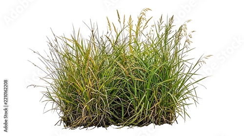 Cluster of wild green grasses on a white background natural meadow vegetation isolated