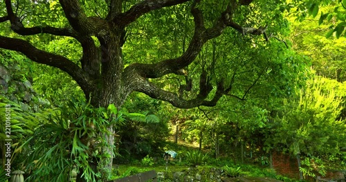 wooden bench, staghorn fern, garden, terrace, Taiwan