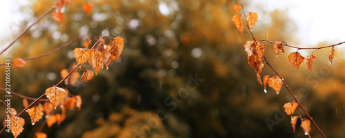 Beautiful autumn background. birch tree branches with yellow-orange leaves close up, abstract natural backdrop. fall seasonal landscape in rainy weather day. template for design. banner
