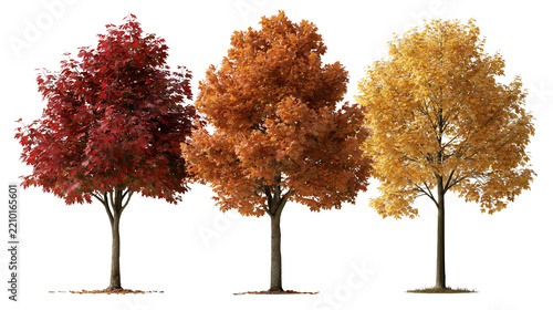 Three deciduous maple trees with vibrant red orange and yellow autumn foliage