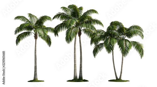 Three tall green palm trees with slender trunks and lush fronds