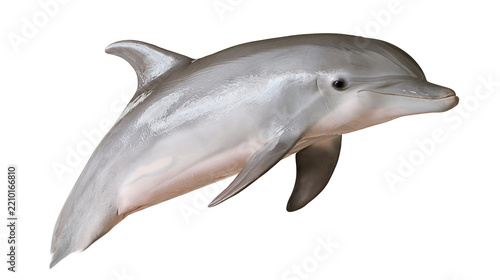 Smooth grey bottlenose dolphin swimming with sleek skin and dorsal fin