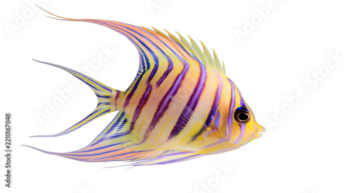 Fotografie Yellow and purple striped threadfin butterflyfish with elongated fins