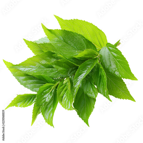 fresh forest melientha leaves on transparent png background