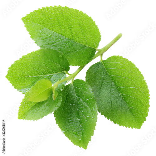 fresh forest melientha leaves on transparent png background