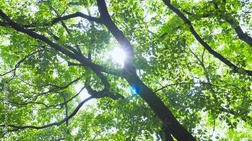 Sunlight Shining Through Green Tree Canopy