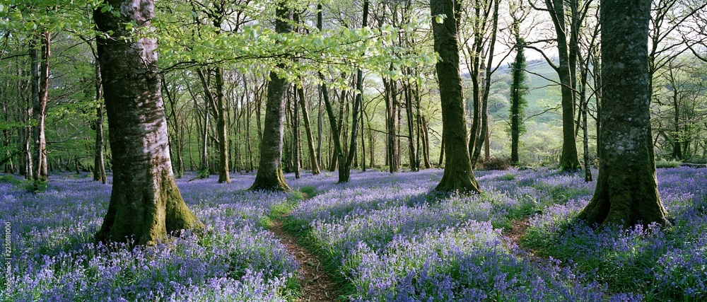 Obraz premium Path winding through ancient woodland floor covered in blooming bluebells under tall trees