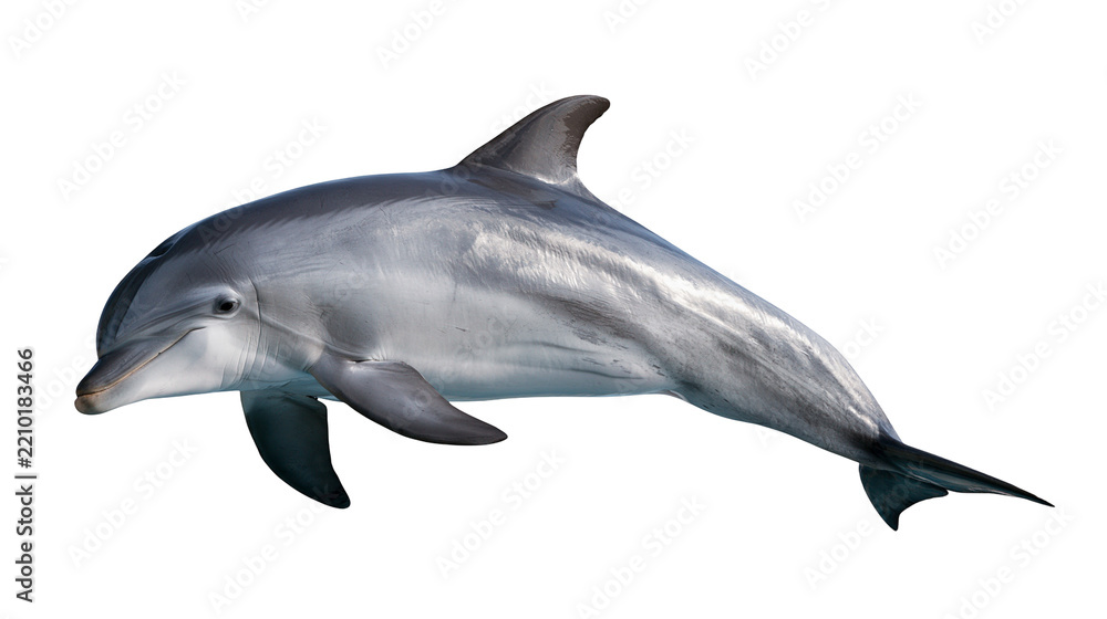 Fototapeta premium Common bottlenose dolphin swimming with smooth grey skin and dorsal fin