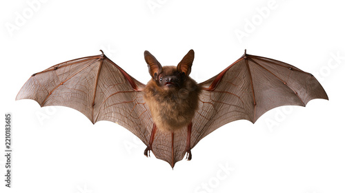Fotografie Brown bat with spread wings flying in midair