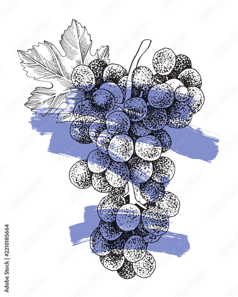 Obraz premium Blue grapes cluster with leaves hand sketched vector