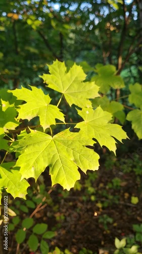Green leaves. Close up. 