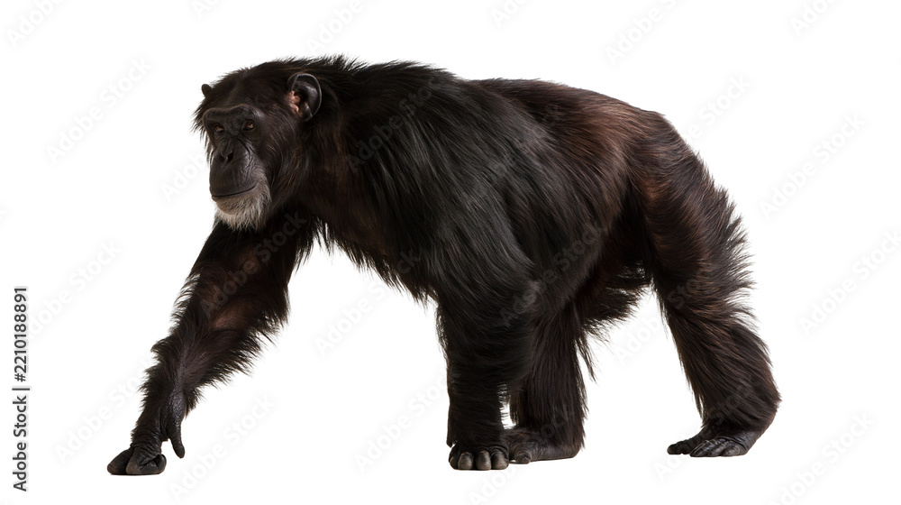 Fototapeta premium Full body side view of a standing chimpanzee with thick black fur