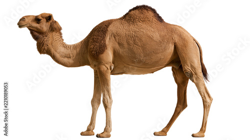 Full body side view of a brown dromedary camel with a single hump