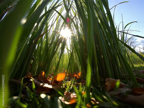 Sunlight shining through tall green grass blades in a lush summer meadow.