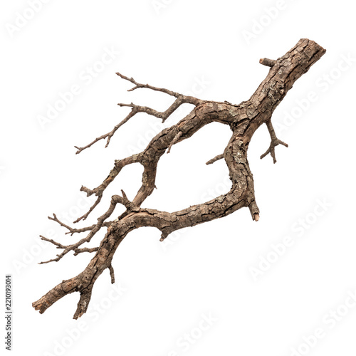 Weathered wooden tree branch with rough bark isolated on white