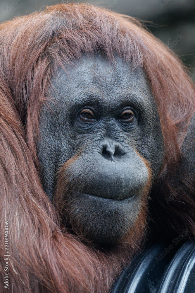 Obraz premium Close-up of an orangutan with reddish-brown fur