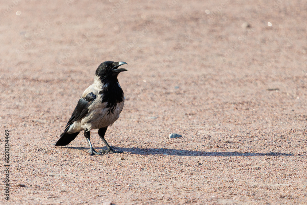 Fototapeta premium Crow stands on dry, sandy ground