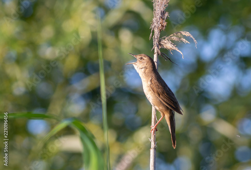 Side Profile of a Savi's Warbler Singing on a Dry Reed Top in Soft Natural Sunlight