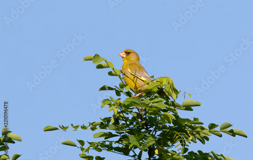 European Greenfinch Perched Atop a Green Leafy Acacia Tree Branch Against Blue Sky